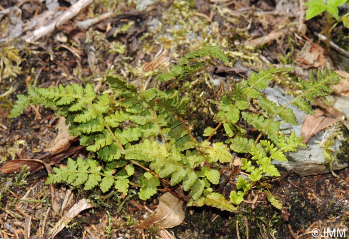 Woodsia ilvensis