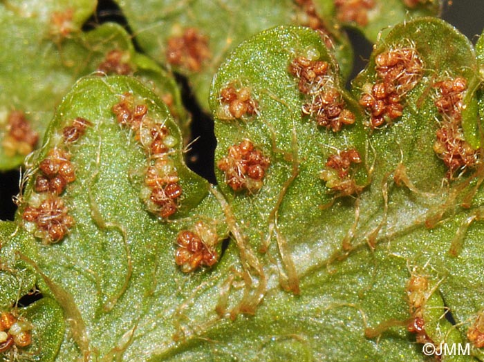 Woodsia ilvensis