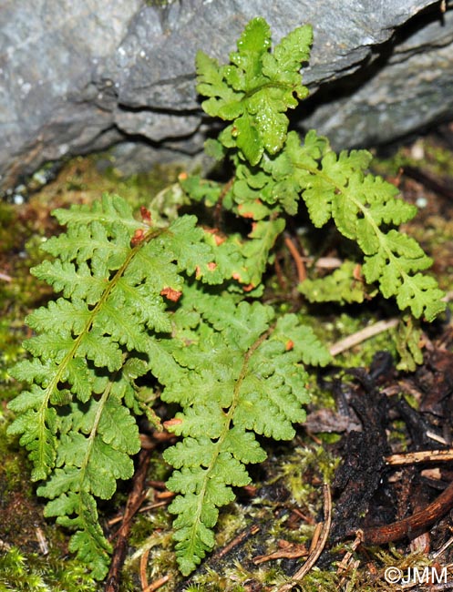 Woodsia ilvensis