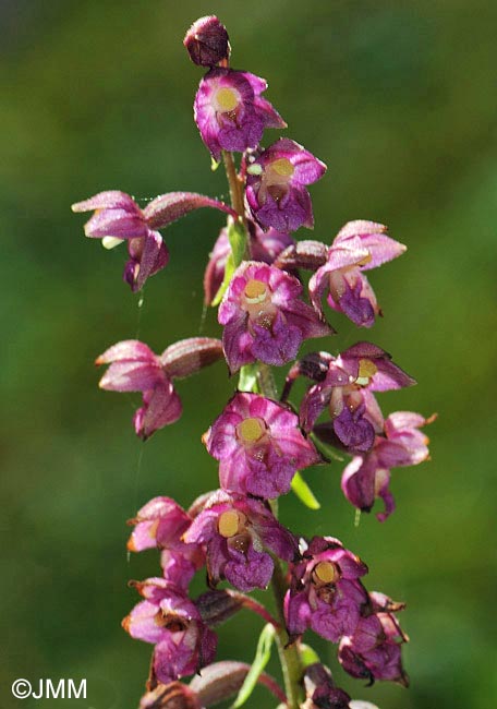 Epipactis atrorubens