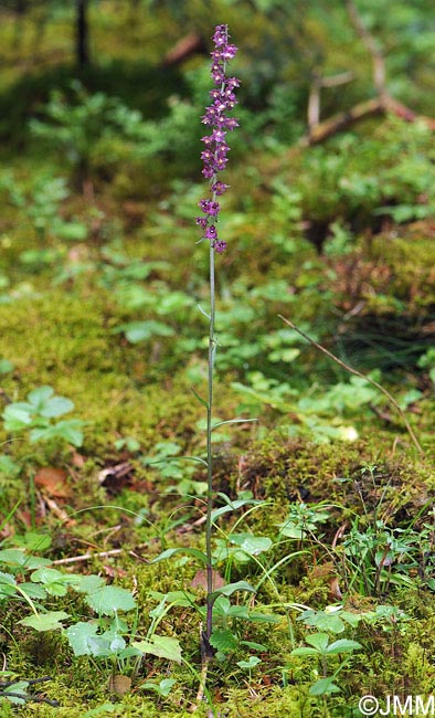 Epipactis atrorubens