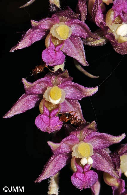 Epipactis atrorubens