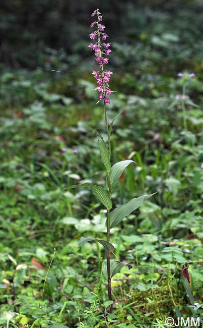 Epipactis atrorubens