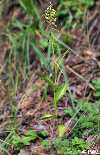 Epipactis cf. helleborine