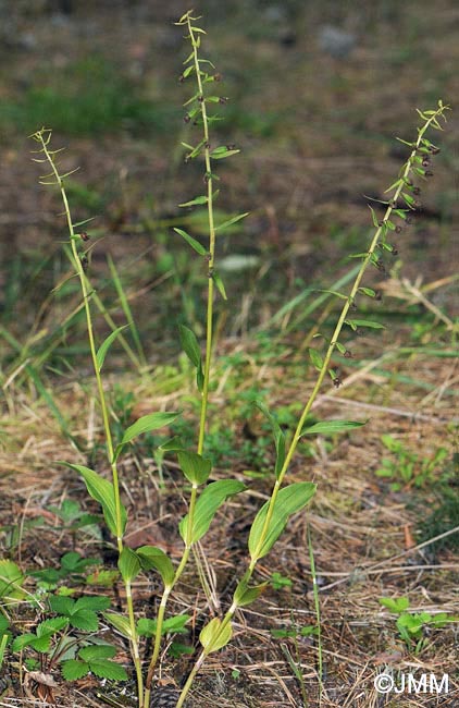 Epipactis cf. helleborine