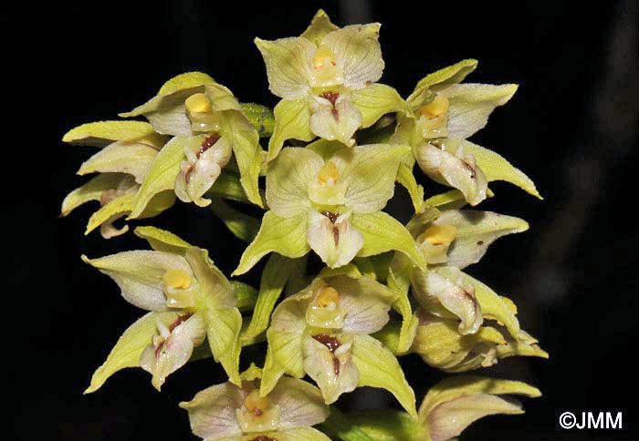 Epipactis cf. helleborine