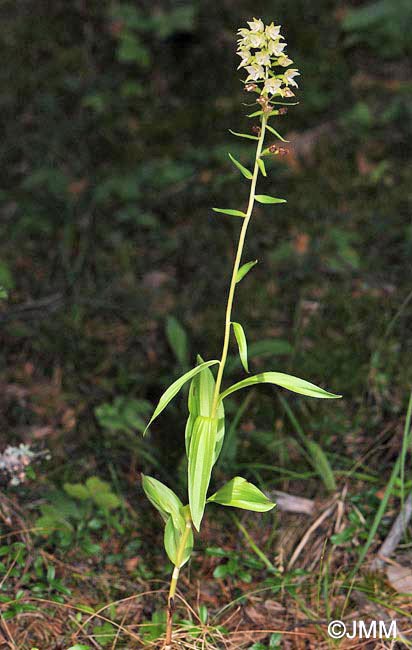 Epipactis cf. helleborine