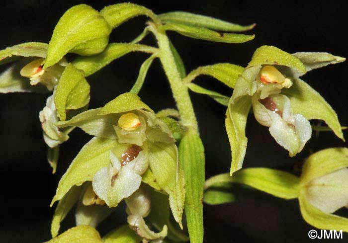 Epipactis cf. helleborine