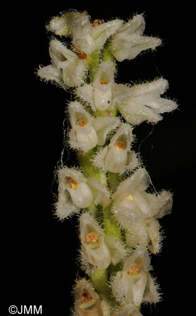 Goodyera repens