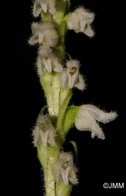 Goodyera repens