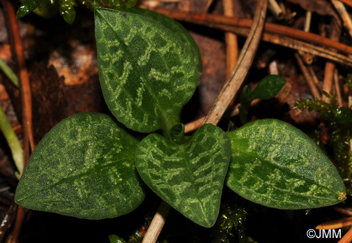 Goodyera repens