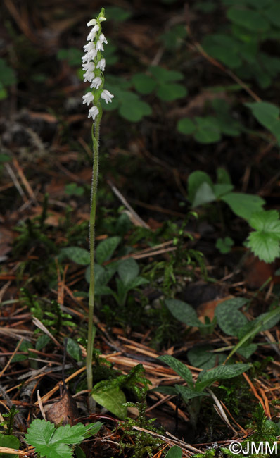 Goodyera repens