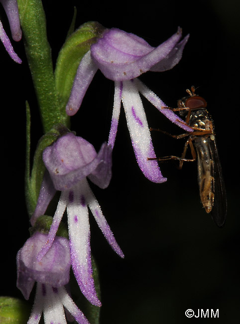 Neottianthe cucullata