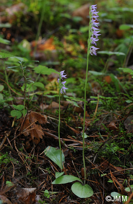 Neottianthe cucullata