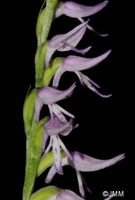 Neottianthe cucullata