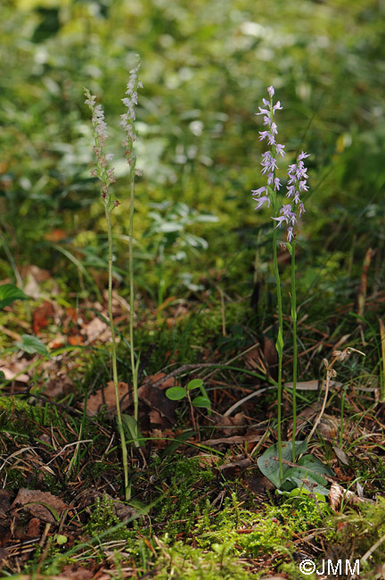 Neottianthe cucullata et Goodyera repens