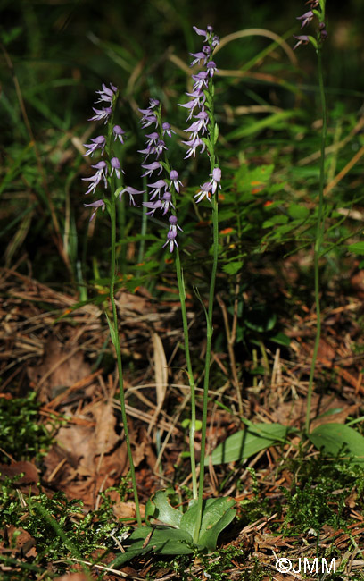 Neottianthe cucullata