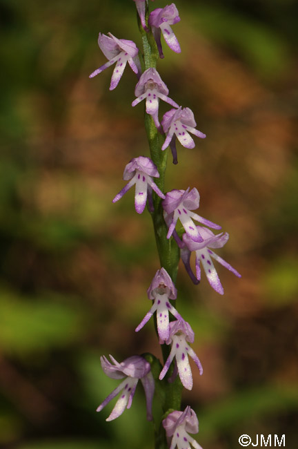 Neottianthe cucullata