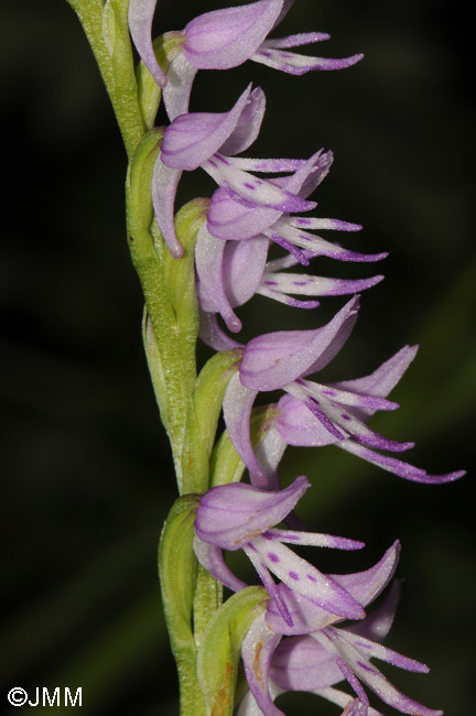 Neottianthe cucullata