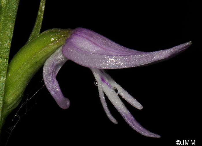 Neottianthe cucullata