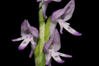 Neottianthe cucullata