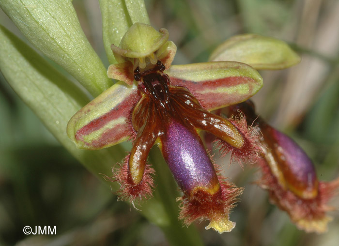 Ophrys vernixia