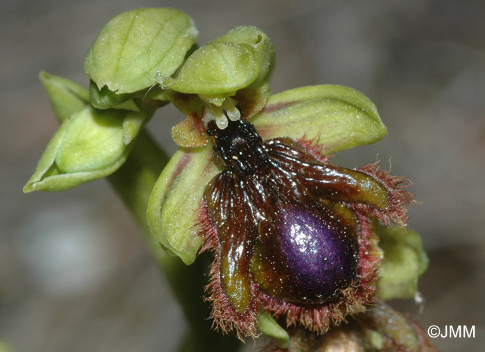 Ophrys speculum x vernixia