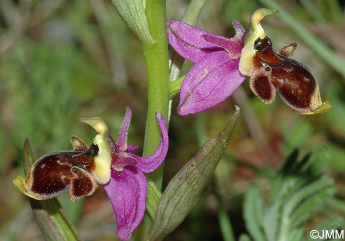 Ophrys beirana