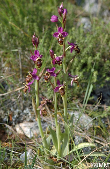 Ophrys beirana