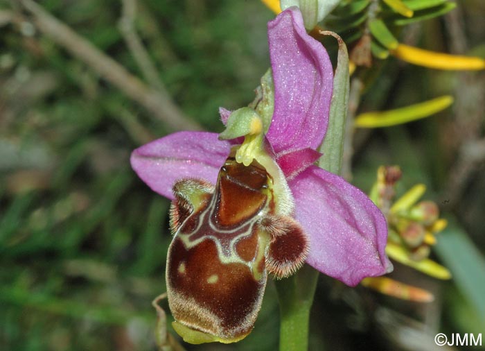 Ophrys beirana