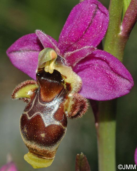 Ophrys beirana