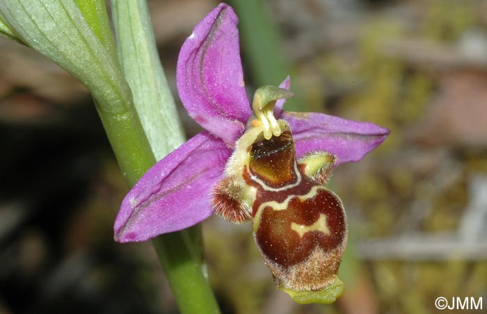 Ophrys beirana