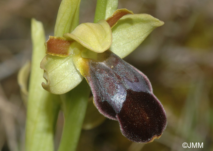 Ophrys fusca