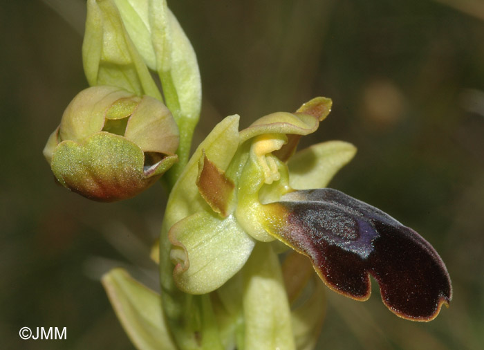 Ophrys fusca 