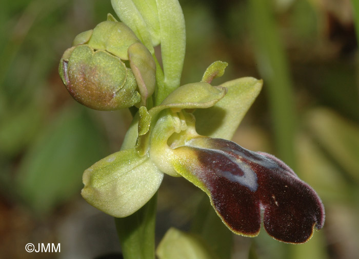 Ophrys fusca 