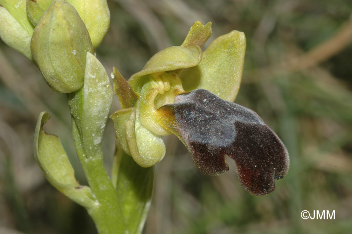 Ophrys fusca 