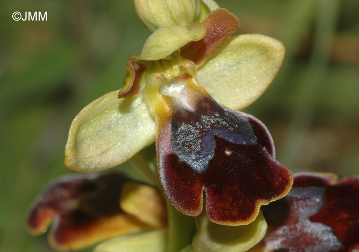 Ophrys fusca x lutea