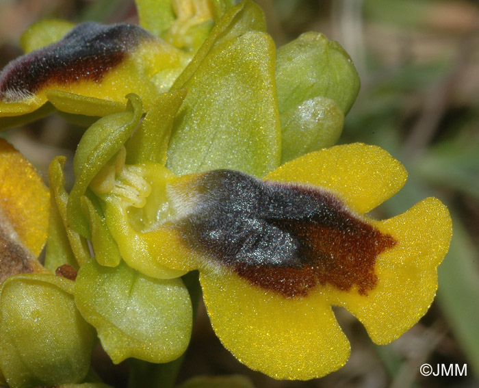 Ophrys lutea