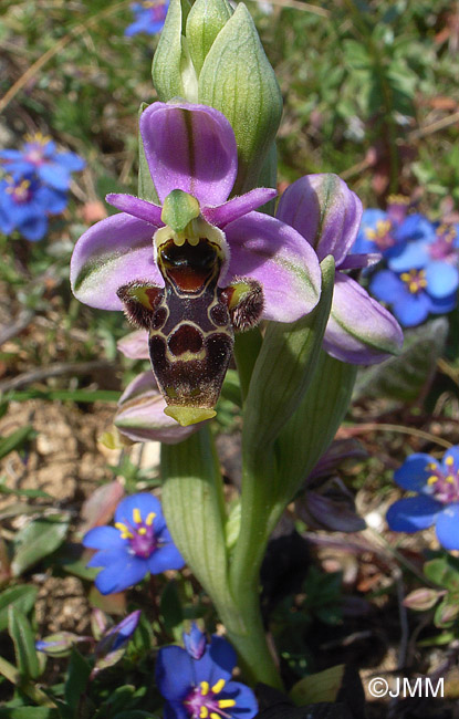 Ophrys picta