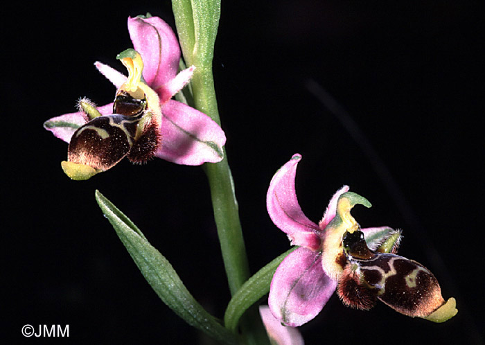 Ophrys picta