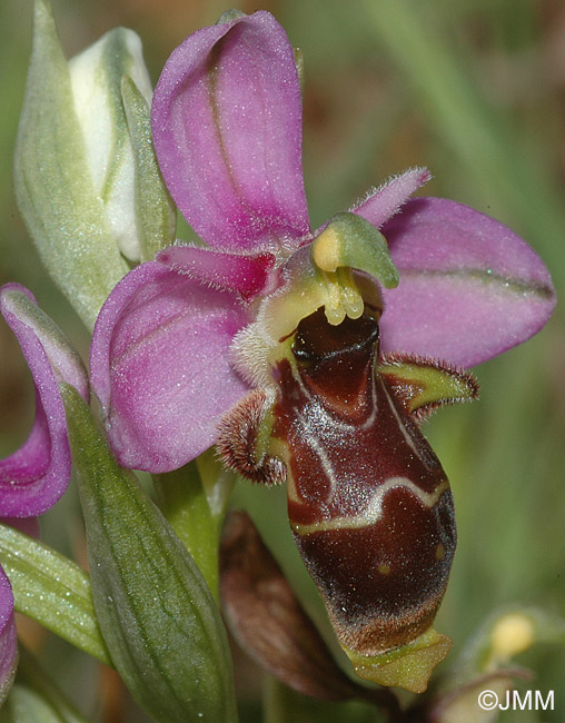 Ophrys picta