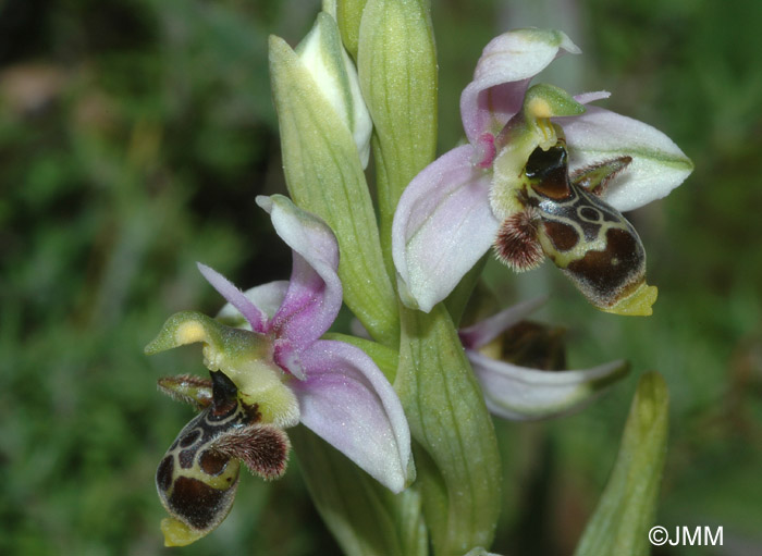 Ophrys picta