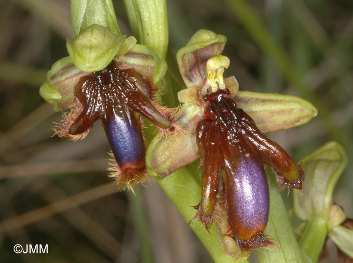 Ophrys vernixia