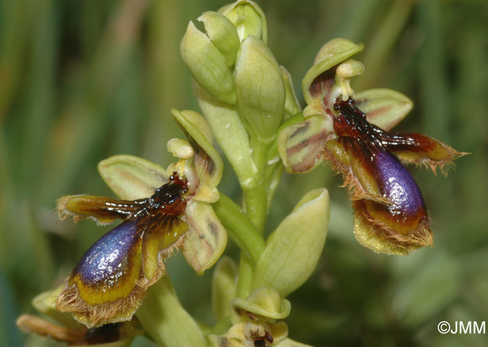 Ophrys vernixia