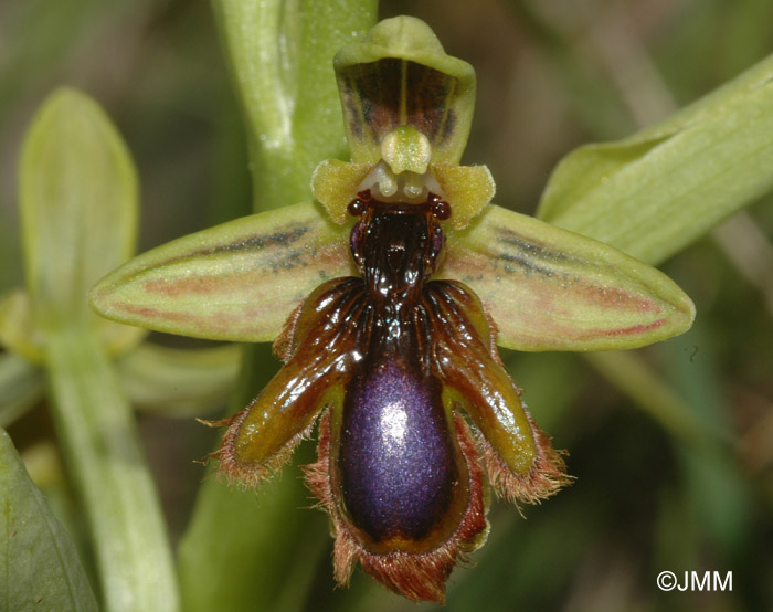 Ophrys vernixia