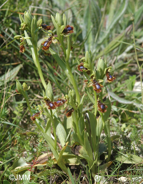 Ophrys vernixia