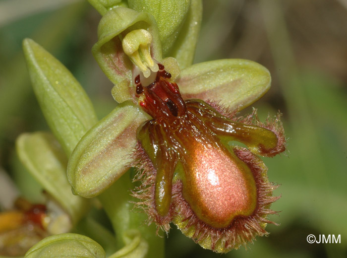 Ophrys vernixia