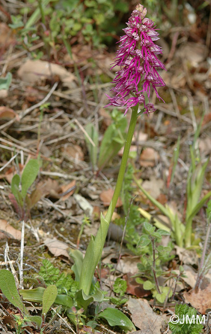 Orchis anthropophora x Orchis italica