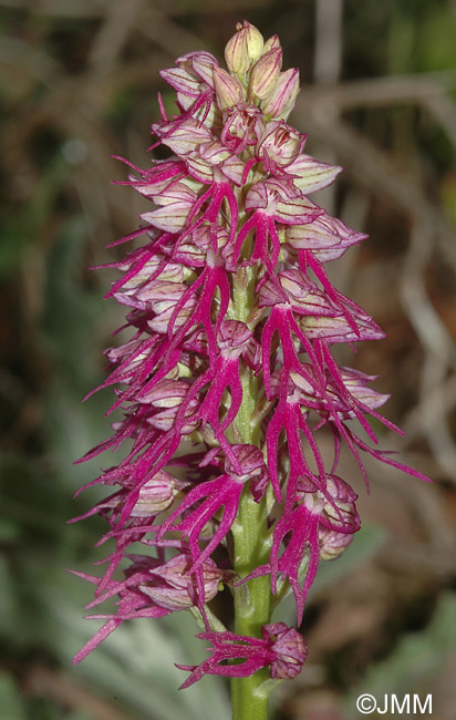 Orchis anthropophora x Orchis italica