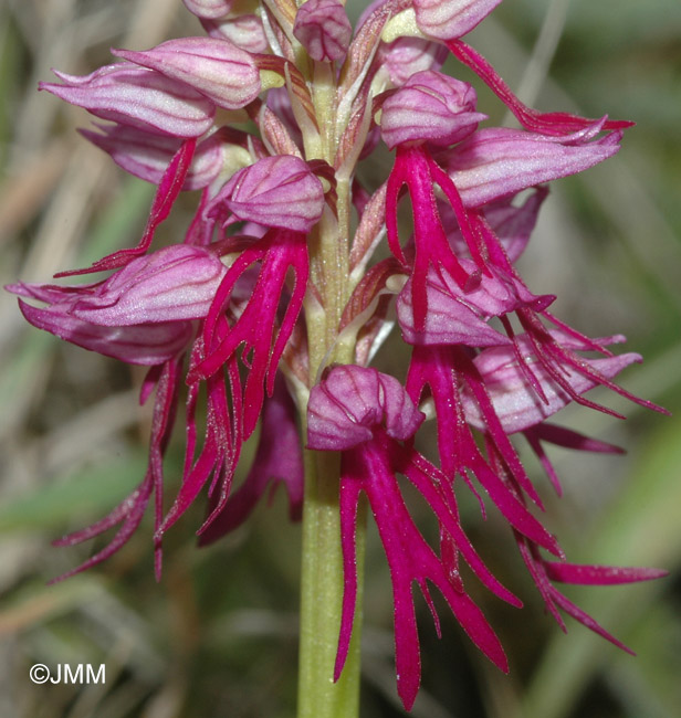 Orchis anthropophora x Orchis italica